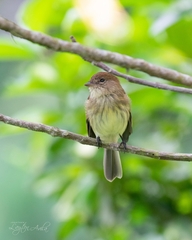 Myiophobus fasciatus