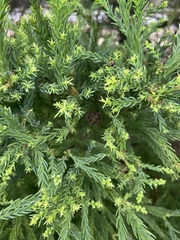 Cryptomeria