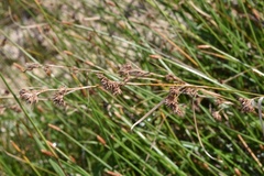 Rhynchospora glomerata angusta