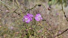 Agalinis strictifolia