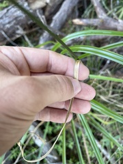 Rhynchospora glomerata angusta