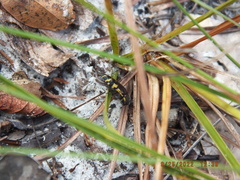 Acmaeodera pulchella