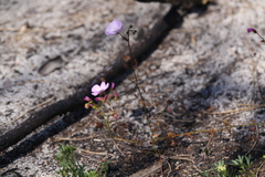 Drosera drummondii