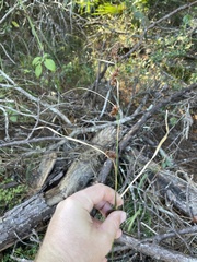 Rhynchospora glomerata angusta