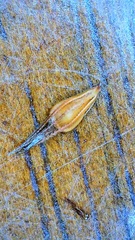 Rhynchospora glomerata angusta