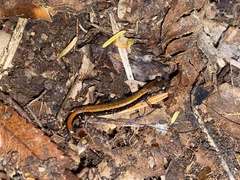 Plethodon vehiculum
