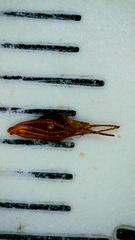 Rhynchospora glomerata angusta