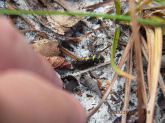 Acmaeodera pulchella