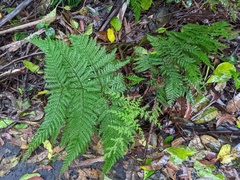 Parapolystichum microsorum