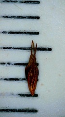 Rhynchospora glomerata angusta