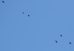 Sturnus vulgaris
