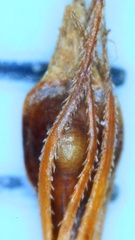 Rhynchospora glomerata angusta