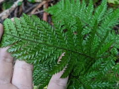 Parapolystichum microsorum