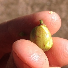 Sarcomphalus pedunculatus