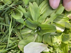 Gamochaeta americana