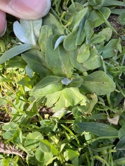 Gamochaeta americana