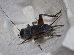 Gryllus multipulsator