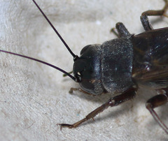 Gryllus multipulsator