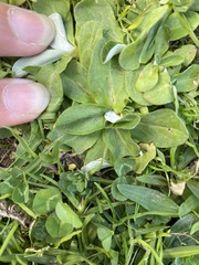 Gamochaeta americana