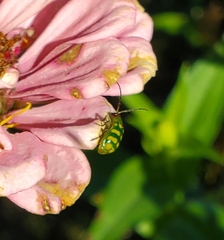 Diabrotica balteata