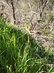 Caladenia tentaculata