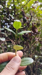 Valeriana clematitis