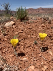 Calochortus aureus