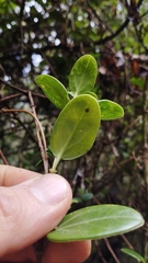 Valeriana clematitis