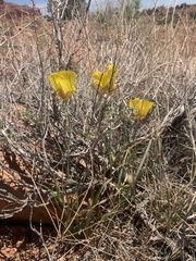 Calochortus aureus