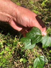 Passiflora herbertiana