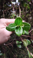 Valeriana clematitis