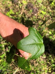Passiflora herbertiana