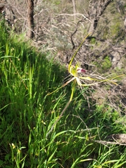 Caladenia tentaculata