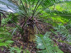 Lepidozamia peroffskyana