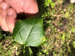 Passiflora herbertiana