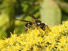 Ancistrocerus