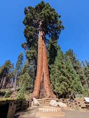 Sequoiadendron giganteum