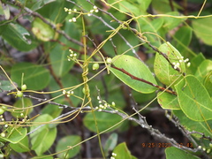 Cassytha filiformis