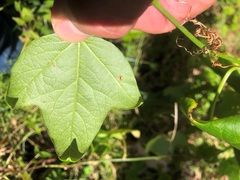 Passiflora herbertiana