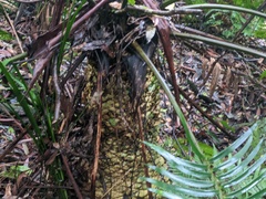 Lepidozamia peroffskyana