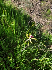 Caladenia tentaculata