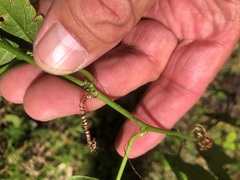 Passiflora herbertiana