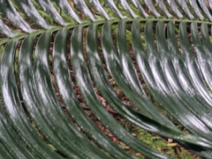 Lepidozamia peroffskyana