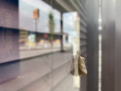 Clostera anastomosis