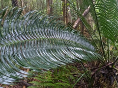 Lepidozamia peroffskyana