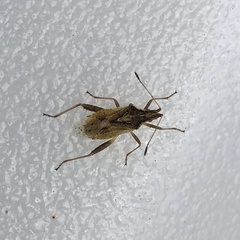 Harmostes reflexulus