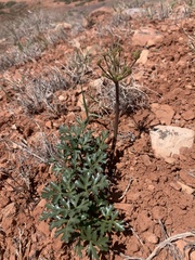 Cymopterus purpureus