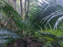 Lepidozamia peroffskyana