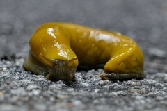 Ariolimax dolichophallus