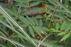 Toxicodendron succedaneum